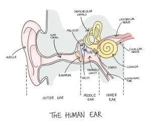 Diagram of ear